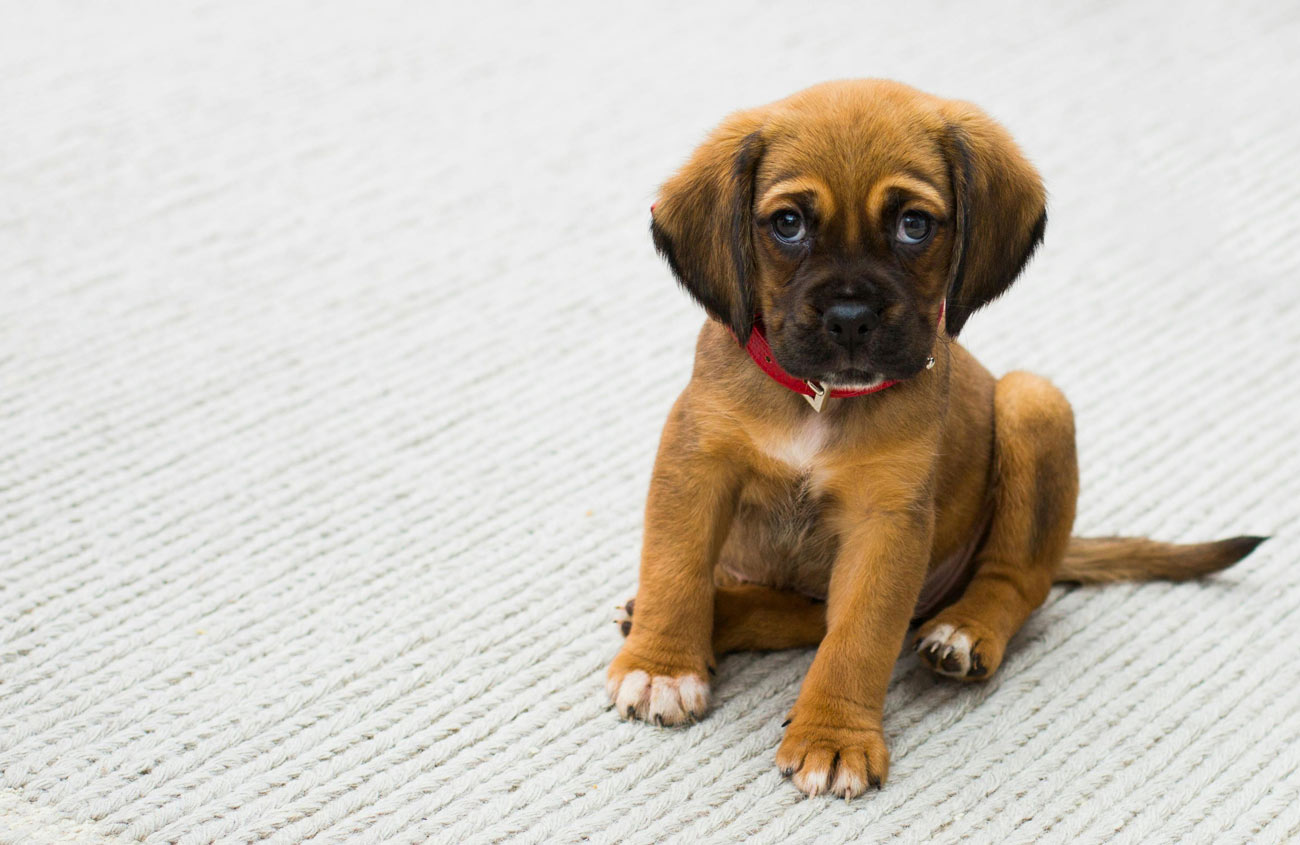 Photo of Brown Puppy